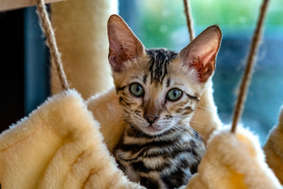 Close-up portrait of tabby cat