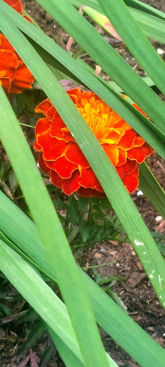 plant, green, growth, leaf, flower, plant part, nature, freshness, no people, plant stem, beauty in nature, close-up, day, high angle view, flowering plant, grass, outdoors, field, fragility, land, vegetable, heliconia, food, botany