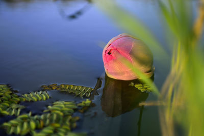 Close-up of lotus water lily in lake