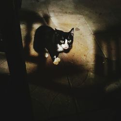 Portrait of cat sitting on floor