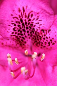 Close-up of pink flower