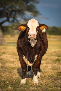 Portrait of a horse on field