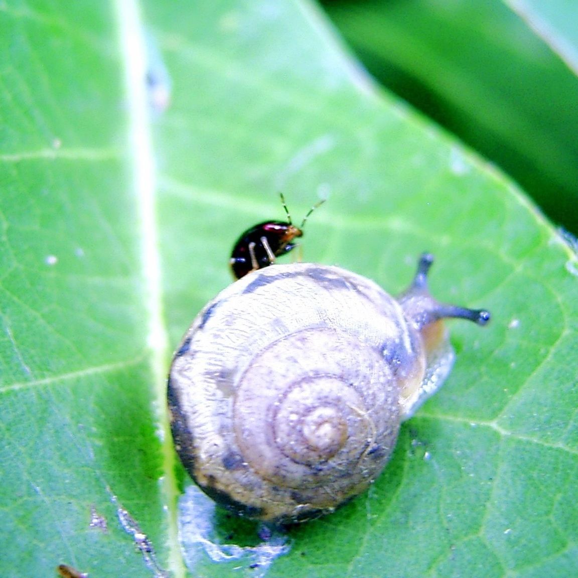 animals in the wild, animal themes, one animal, wildlife, insect, snail, close-up, green color, leaf, animal shell, focus on foreground, nature, animal antenna, full length, two animals, day, outdoors, high angle view, selective focus, zoology