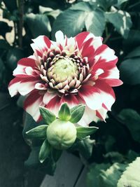 Close-up of pink flowers blooming outdoors