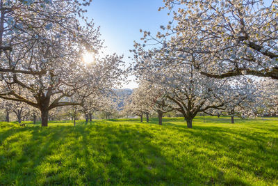 View of cherry blossom trees in sunlight