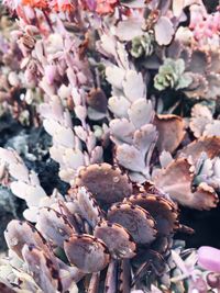 Full frame shot of flowering plants