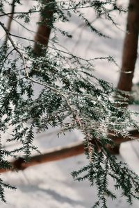 Close-up of pine tree branch during winter