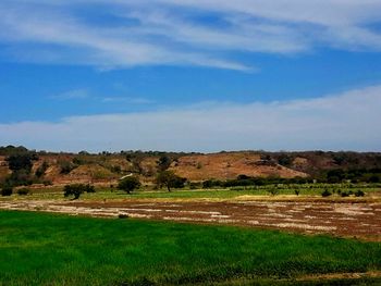 Scenic view of field against sky