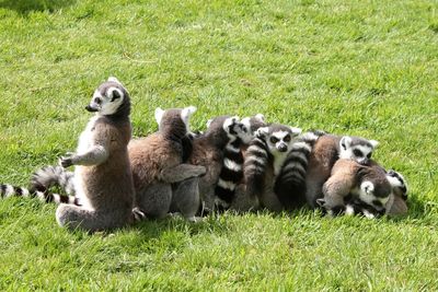 Lemurs relaxing on field