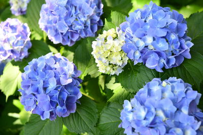 Close-up of blue flowering plant in park