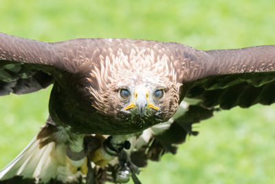 Close-up portrait of owl