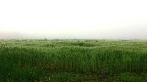 Scenic view of grassy field