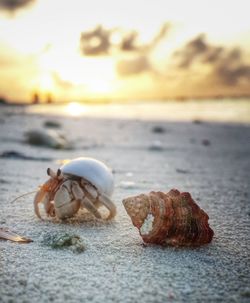 Hermit crab on sand