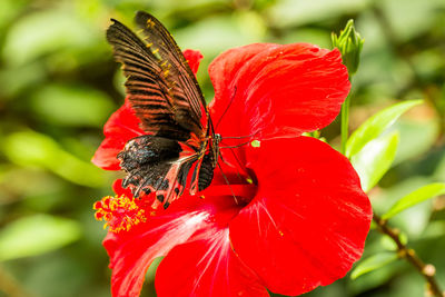 Close-up of butterfly on red hibiscus blooming outdoors