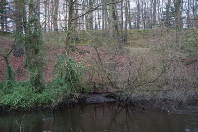 View of trees in forest