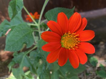 Close-up of red flower