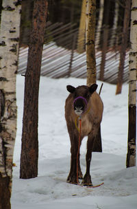 Deer in snow