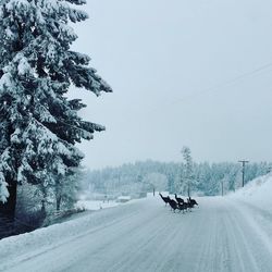 Turkey birds on snow covered road against sky