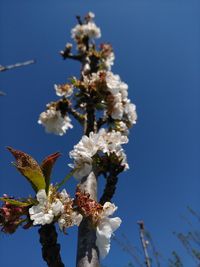 Low angle view of cherry blossom against clear sky