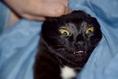 Close-up portrait of cat on bed