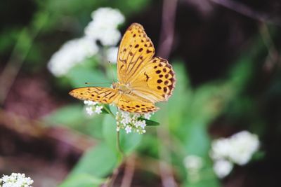 Close-up of butterfly pollinating on yellow flower