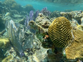 View of fish swimming in sea