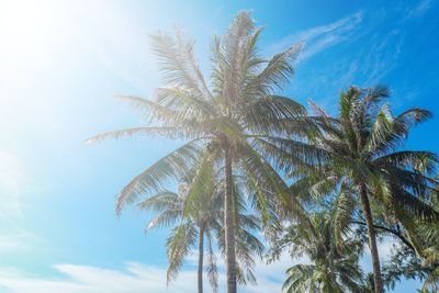 Low angle view of palm trees against sky