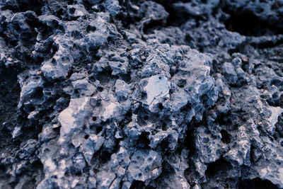 Close-up of lichen on rock