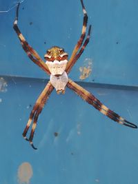 Close-up of spider on water