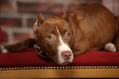 Close-up portrait of a dog