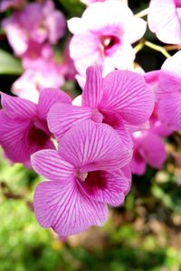 Close-up of pink flowering plant in park