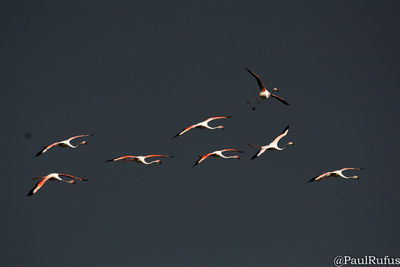 Flock of birds flying against clear sky