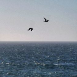 Bird flying over sea against sky