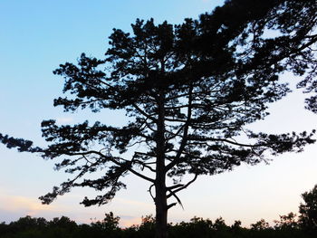 Low angle view of trees against sky