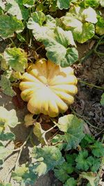 High angle view of yellow flowers