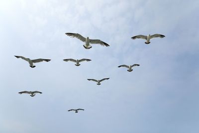 Low angle view of birds flying against sky