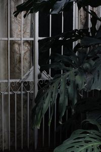 Close-up of plants in greenhouse