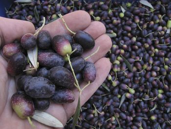 Cropped hand of person holding olives