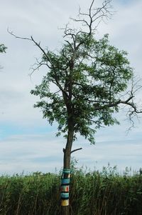 Tree on field against sky