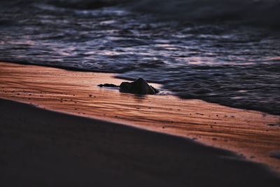 View of an animal on beach