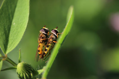 Close-up of butterfly on leaf