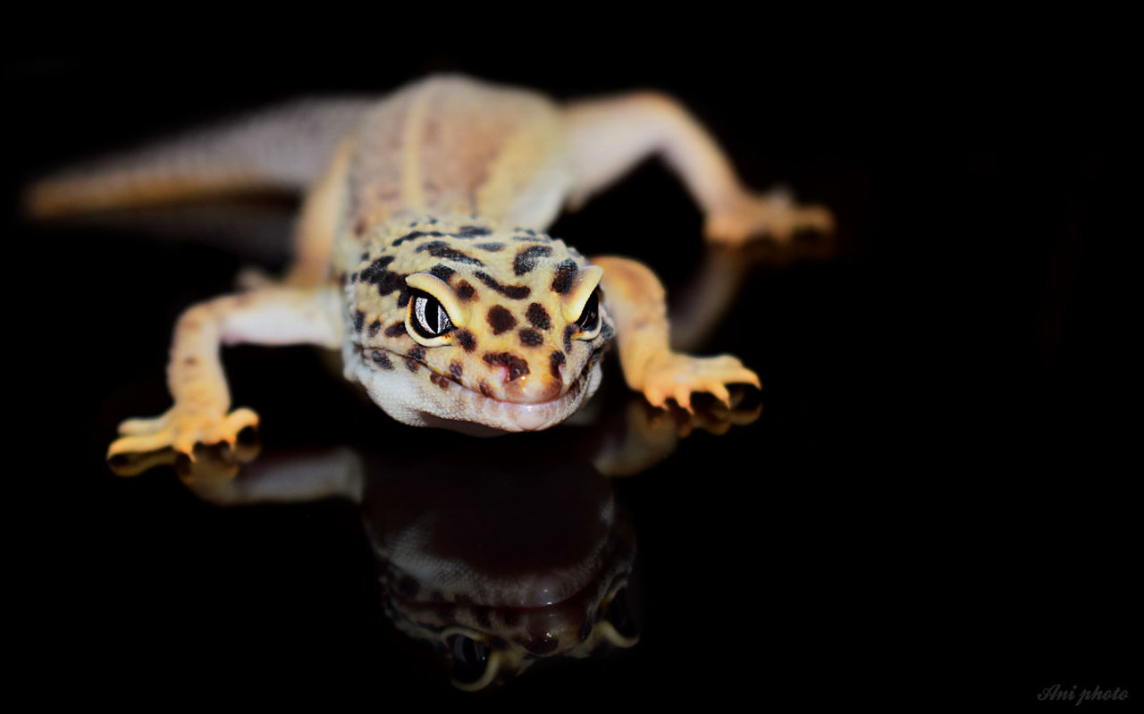 animal themes, animal, one animal, animal wildlife, animals in the wild, black background, reptile, close-up, vertebrate, studio shot, no people, animal body part, amphibian, indoors, copy space, lizard, focus on foreground, cut out, frog, selective focus, animal head, animal eye