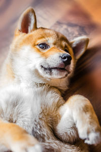 Close-up portrait of a dog looking away