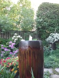 Close-up of flowering plants in garden
