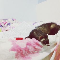 Cat resting on floor