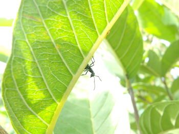 Close-up of spider on web