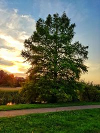Trees on field against sky at sunset
