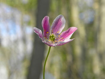 Close-up of pink flower