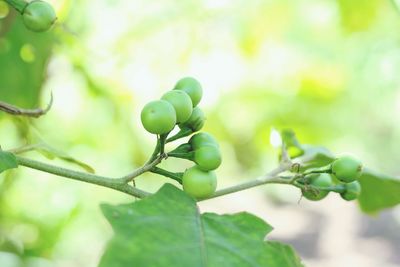 Close-up of fresh green leaves on plant