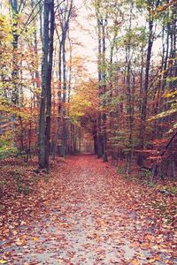 Footpath amidst trees in forest during autumn
